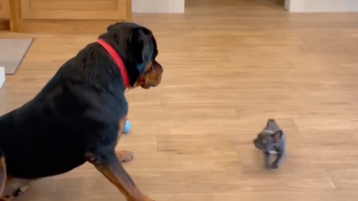 Illustration : "Malgré sa carrure imposante, ce Rottweiler prend peur en rencontrant pour la première fois la nouvelle petite chienne de la maison (vidéo)"