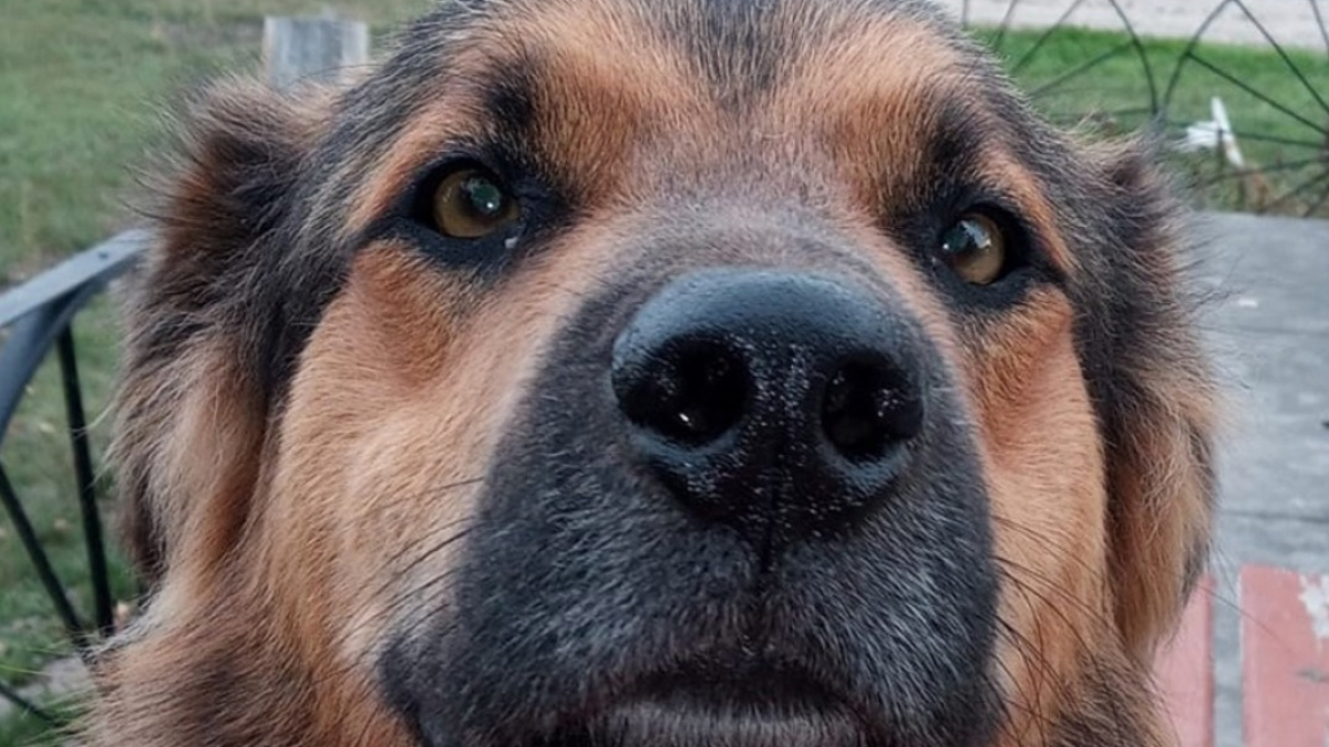 Illustration : "Disparu depuis 4 mois ce chien croisé Berger Allemand est retrouvé à 2 000 kilomètres de chez lui"