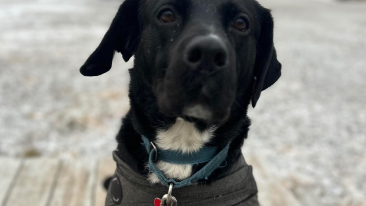 Illustration : "« Dan n’a pas abandonné », ignoré pendant 458 jours au refuge ce Labrador noir anxieux trouve son maître compréhensif et patient"