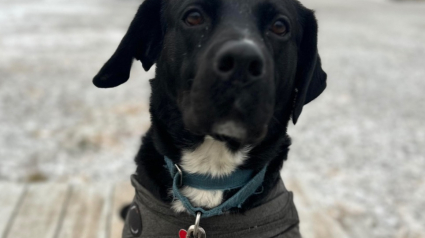 Illustration : &laquo; Dan n&rsquo;a pas abandonn&eacute; &raquo;, ignor&eacute; pendant 458 jours au refuge ce Labrador noir anxieux trouve son ma&icirc;tre compr&eacute;hensif et patient