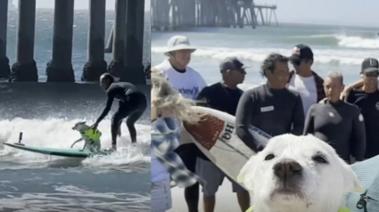 Illustration : Atteinte d'un cancer cette l&eacute;gendaire chienne surfeuse s'offre une ultime vague sous les applaudissements de ses fans