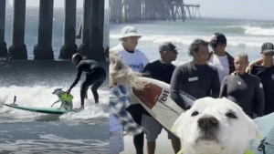 Illustration : Atteinte d'un cancer cette légendaire chienne surfeuse s'offre une ultime vague sous les applaudissements de ses fans