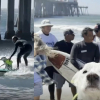 Illustration : Atteinte d'un cancer cette l&eacute;gendaire chienne surfeuse s'offre une ultime vague sous les applaudissements de ses fans