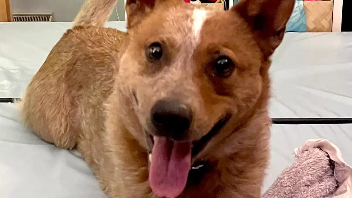 Illustration : "Échappé le jour de son adoption ce chien Bouvier Australien survit 5 semaines dans la neige avant d'enfin retrouver sa famille"