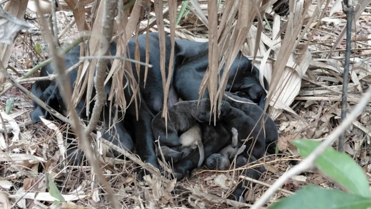 Illustration : "Après avoir cru qu’il s’agissait d’un ours, un couple découvre une chienne et ses 11 petits abandonnés dans les bois"