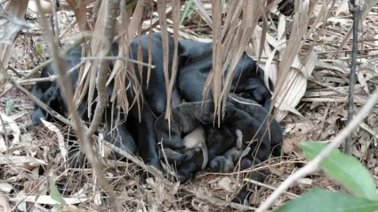 Illustration : Apr&egrave;s avoir cru qu&rsquo;il s&rsquo;agissait d&rsquo;un ours, un couple d&eacute;couvre une chienne et ses 11 petits abandonn&eacute;s dans les bois