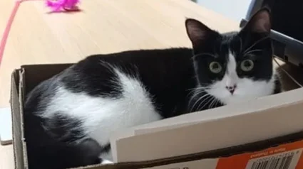 Illustration : Rep&eacute;r&eacute;e au refuge, cette jeune chatte tuxedo est adopt&eacute;e par des policiers qui en font la vedette du commissariat