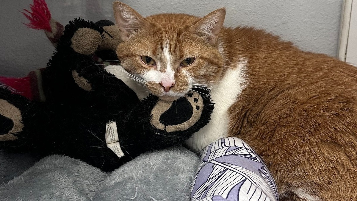 Illustration : "Suite au départ de son maître en maison de retraite ce chat roux s'accroche à sa peluche"