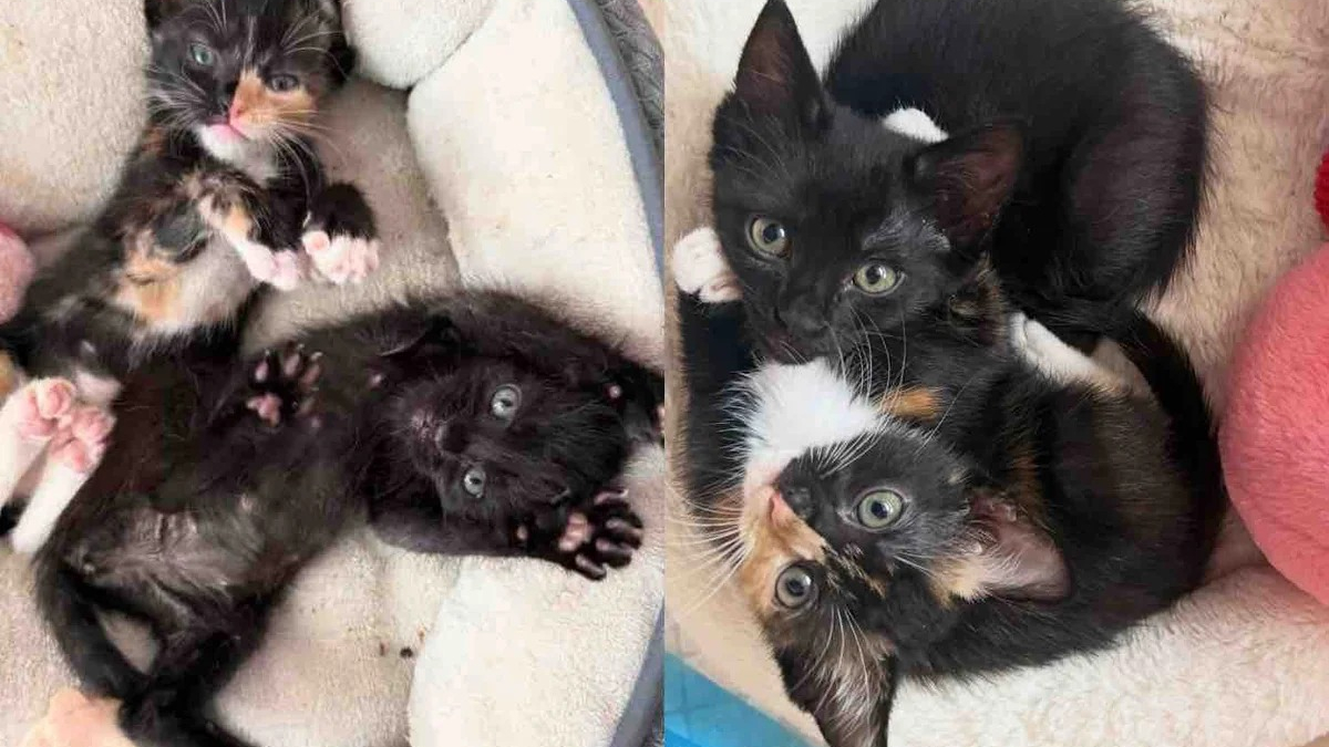 Illustration : "« Elles devaient être adoptées ensemble », après avoir été sauvées, ces 2 adorables petites chattes inséparables trouvent leur famille pour la vie"