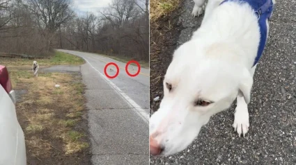 Illustration : Emue aux larmes en d&eacute;couvrant une chienne et 2 chiots abandonn&eacute;s, elle s'empresse de leur faire de la place dans sa voiture pleine d'affaires (vid&eacute;o)