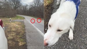 Illustration : Emue aux larmes en d&eacute;couvrant une chienne et 2 chiots abandonn&eacute;s, elle s'empresse de leur faire de la place dans sa voiture pleine d'affaires (vid&eacute;o)