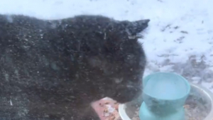 Illustration : En pleine tempête, elle laisse entrer un chat errant chez elle afin qu’il trouve refuge
