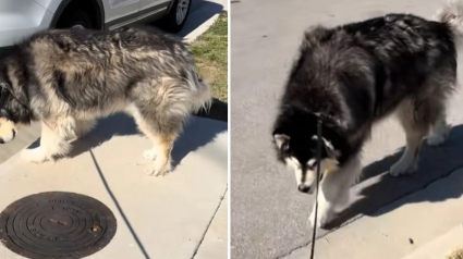 Illustration : Ce chien v&eacute;rifie chaque bouche d'&eacute;gout lors de ses promenades depuis qu&rsquo;il a trouv&eacute; un Chihuahua coinc&eacute; dans l&rsquo;une d&rsquo;elles (vid&eacute;o)