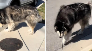 Illustration : Ce chien vérifie chaque bouche d'égout lors de ses promenades depuis qu’il a trouvé un Chihuahua coincé dans l’une d’elles (vidéo)