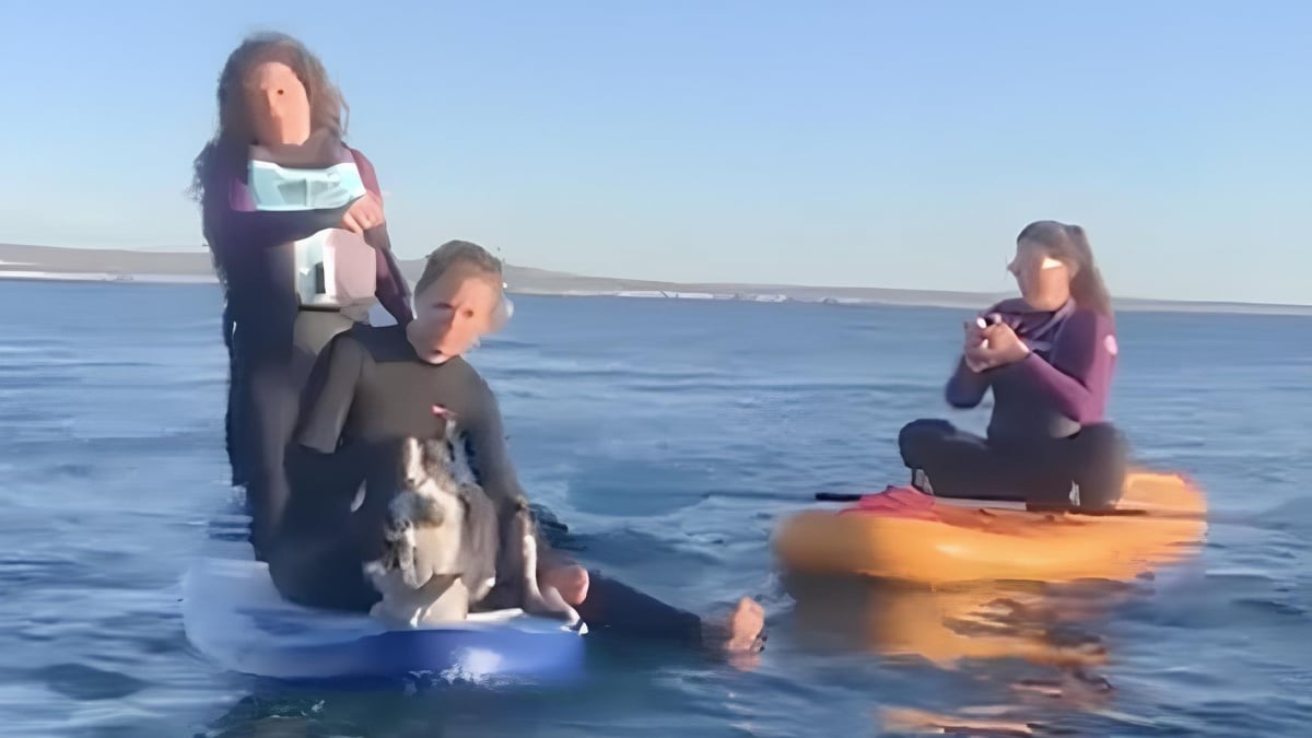 Illustration : "« Nous avons aperçu quelque chose dans l’eau », en pleine mer, des adeptes du paddle viennent au secours d’un chien en danger (vidéo)"