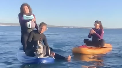 Illustration : &laquo; Nous avons aper&ccedil;u quelque chose dans l&rsquo;eau &raquo;, en pleine mer, des adeptes du paddle viennent au secours d&rsquo;un chien en danger (vid&eacute;o)