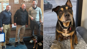 Illustration : « Plutôt que de laisser son avenir au hasard », un commissariat de police décide d’adopter un chien âgé errant