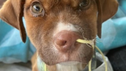 Illustration : Un refuge utilise une cam&eacute;ra thermique pour retrouver un chiot abandonn&eacute; de nuit en for&ecirc;t