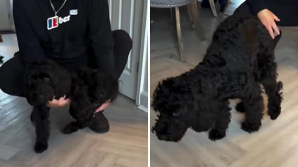 Illustration : &laquo; Je pensais vraiment qu'elle &eacute;tait en train de mourir &raquo;, inquiets pour leur chienne, ils d&eacute;couvrent qu&rsquo;elle faisait semblant de boiter apr&egrave;s sa maladie (vid&eacute;o)