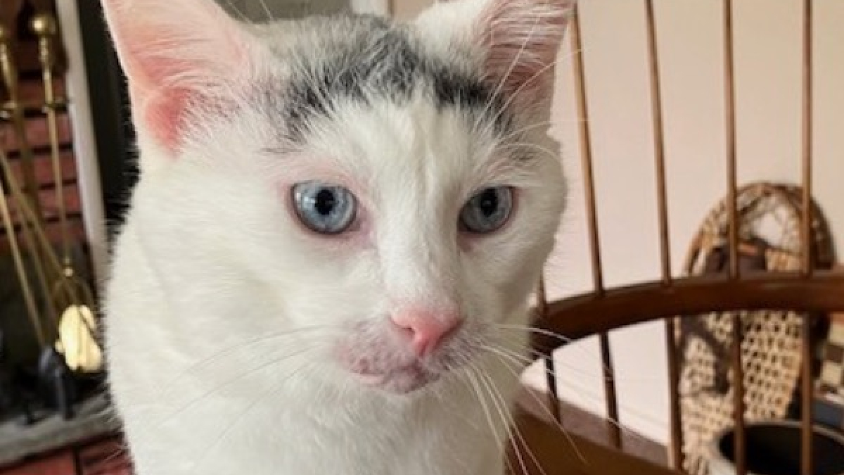 Illustration : "Rongée par des allergies chroniques et des problèmes de peau, cette chatte anxieuse guérit et se fait finalement adopter"