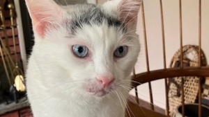 Illustration : Rongée par des allergies chroniques et des problèmes de peau, cette chatte anxieuse guérit et se fait finalement adopter