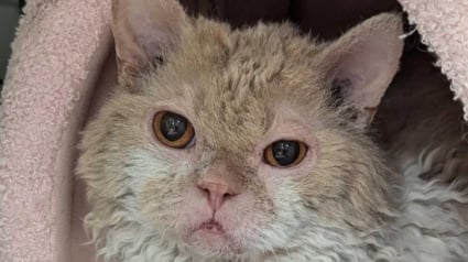 Illustration : En provenance d&rsquo;Ukraine, ce chat port&eacute; disparu dans un a&eacute;roport durant plusieurs jours retrouve enfin sa famille (vid&eacute;o)