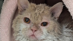 Illustration : "En provenance d’Ukraine, ce chat porté disparu dans un aéroport durant plusieurs jours retrouve enfin sa famille (vidéo)"