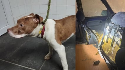 Illustration : Prisonnier d'une carcasse de voiture et pouss&eacute; par la faim &agrave; manger les si&egrave;ges, ce chiot a enfin la vie qu'il m&eacute;rite apr&egrave;s son sauvetage