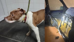 Illustration : "Prisonnier d'une carcasse de voiture et poussé par la faim à manger les sièges, ce chiot a enfin la vie qu'il mérite après son sauvetage"