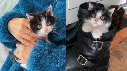 Illustration : Apr&egrave;s avoir &eacute;t&eacute; trouv&eacute; seul dans le froid, ce chaton profite d&eacute;sormais d&rsquo;une nouvelle vie, entour&eacute; de chats qui l&rsquo;adorent