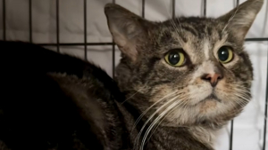Illustration : Elle n'a pas l'habitude de garder les chats qu'elle sauve, mais fait une exception pour l'un d'eux découvert en danger sur les rails du métro