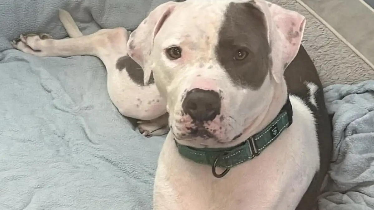 Illustration : "Ce chien épileptique et partiellement sourd a attendu sa chance au refuge pendant 700 jours avant de rencontrer la bonne personne"