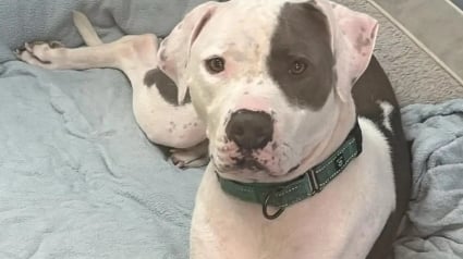 Illustration : Ce chien &eacute;pileptique et partiellement sourd a attendu sa chance au refuge pendant 700 jours avant de rencontrer la bonne personne