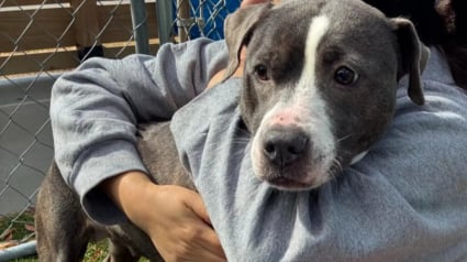 Illustration : &laquo; Prenez soin d'elle, s'il vous pla&icirc;t &raquo;, cette chienne tremblante trouv&eacute;e avec une note autour du cou apprend &agrave; refaire confiance aux humains