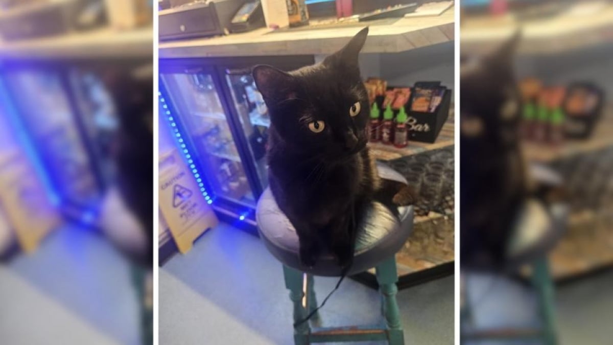 Illustration : "« Comme si elle y avait toujours vécu », une chatte autrefois errante et affamée devient la mascotte adorée d’un pub"