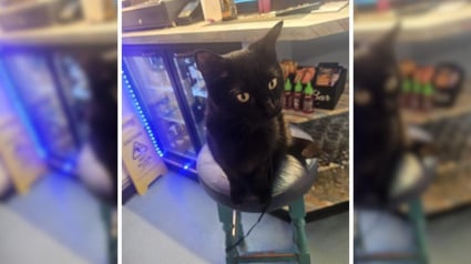 Illustration : &laquo; Comme si elle y avait toujours v&eacute;cu &raquo;, une chatte autrefois errante et affam&eacute;e devient la mascotte ador&eacute;e d&rsquo;un pub