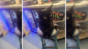 Illustration : « Comme si elle y avait toujours vécu », une chatte autrefois errante et affamée devient la mascotte adorée d’un pub