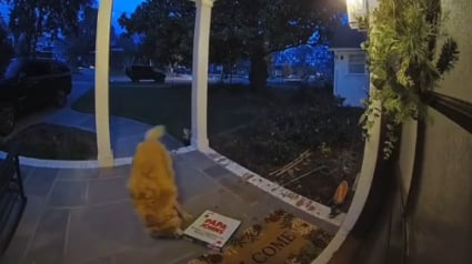 Illustration : Film&eacute;e par une cam&eacute;ra de surveillance cette chienne Golden Retriever d&eacute;robe la pizza livr&eacute;e chez ses voisins (vid&eacute;o)