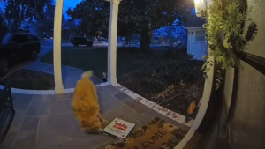 Illustration : Filmée par une caméra de surveillance cette chienne Golden Retriever dérobe la pizza livrée chez ses voisins (vidéo)