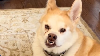 Illustration : &laquo; Pendant 6 ans, il n'a eu aucune famille &raquo;, rejet&eacute; pour son sourire unique, ce chien d&eacute;couvre enfin la vie dans un foyer (vid&eacute;o)