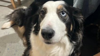 Illustration : &laquo; C'est un peu une histoire &agrave; la Pretty Woman &raquo;, cette Border Collie pr&eacute;f&egrave;re poser comme mod&egrave;le que de garder des moutons