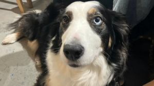 Illustration : « C'est un peu une histoire à la Pretty Woman », cette Border Collie préfère poser comme modèle que de garder des moutons