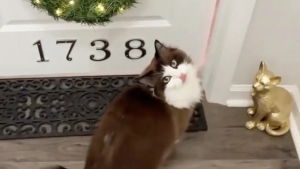 Illustration : Consciente des besoins de sa chatte, une femme lui crée un appartement complet pour qu’elle se sente à l’aise