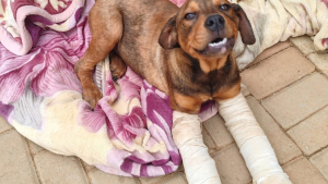 Illustration : Une chienne plâtrée au niveau des pattes suite à des négligences graves est maintenant 