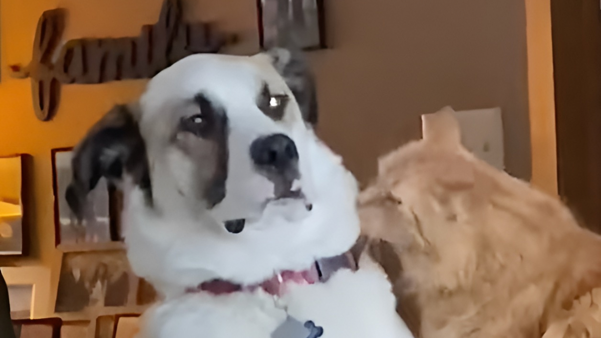 Illustration : "Abandonné car jugé trop difficile ce grand croisé Saint-Bernard devient le meilleur ami d'un chat roux (vidéo)"