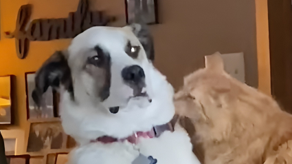 Illustration : Abandonn&eacute; car jug&eacute; trop difficile ce grand crois&eacute; Saint-Bernard devient le meilleur ami d'un chat roux (vid&eacute;o)