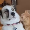 Illustration : Abandonn&eacute; car jug&eacute; trop difficile ce grand crois&eacute; Saint-Bernard devient le meilleur ami d'un chat roux (vid&eacute;o)