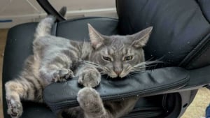 Illustration : "10 chats pris en flagrant délit de bêtise, mais trop adorables pour qu'on leur en veuille"