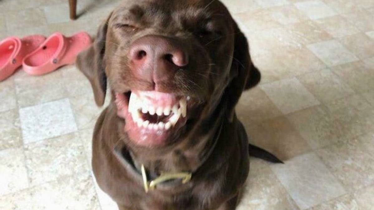 Illustration : "12 photos de chiens qui expriment leur joie de la plus adorable des manières"