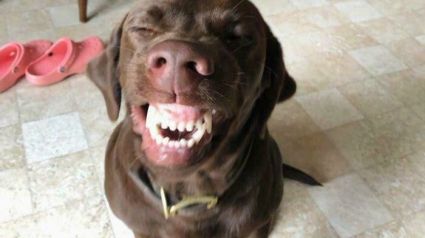 Illustration : 12 photos de chiens qui expriment leur joie de la plus adorable des mani&egrave;res